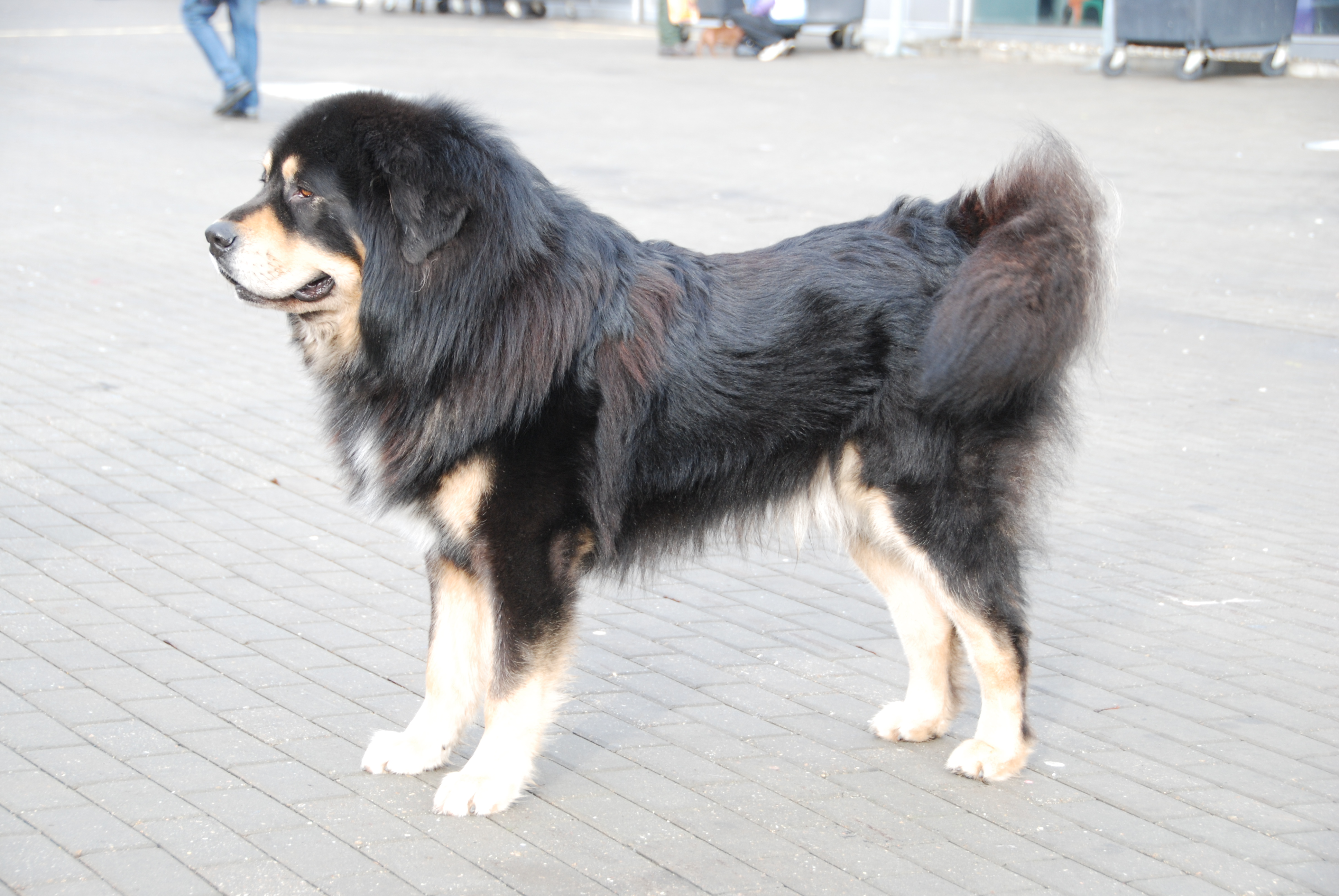 Tibetan mastiff clearance short hair